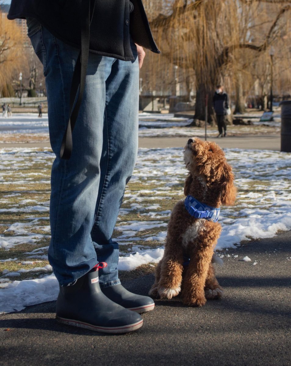 A young goldendoodle dressed in blue stands at his owner’s side, looking up diligently. The dog and owner enjoyed Boston Common’s wintry terrain, roaming around the snow, finding new scents and socializing with friends together.