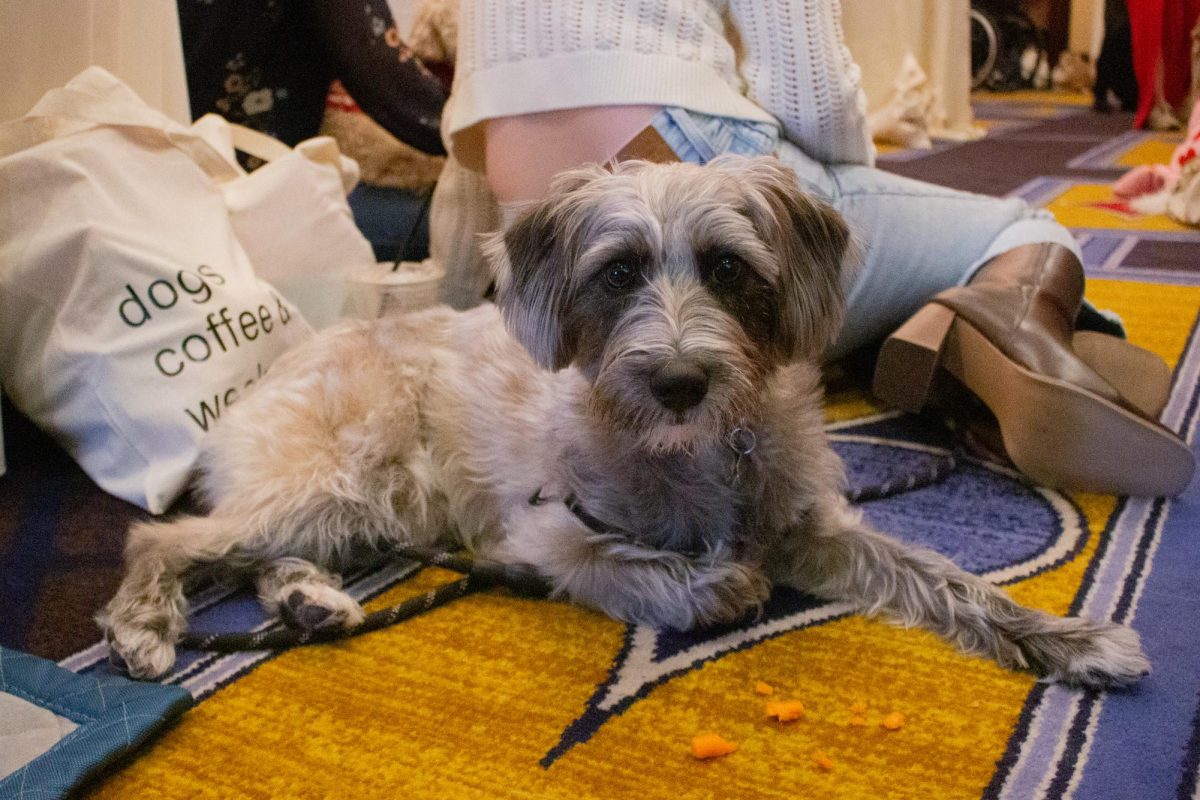 A dog lays down behind his owner with scraps of carrot before him. The pet-friendly charcuterie boards had fruit, cheese, meat, jam and crackers available for dog parents and their pooches to enjoy.