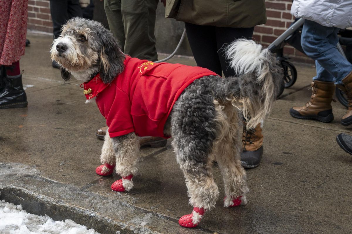 A dog dressed in a red coat and red boots watches dragon dancers. Many people brought their dogs to the parade in costume.