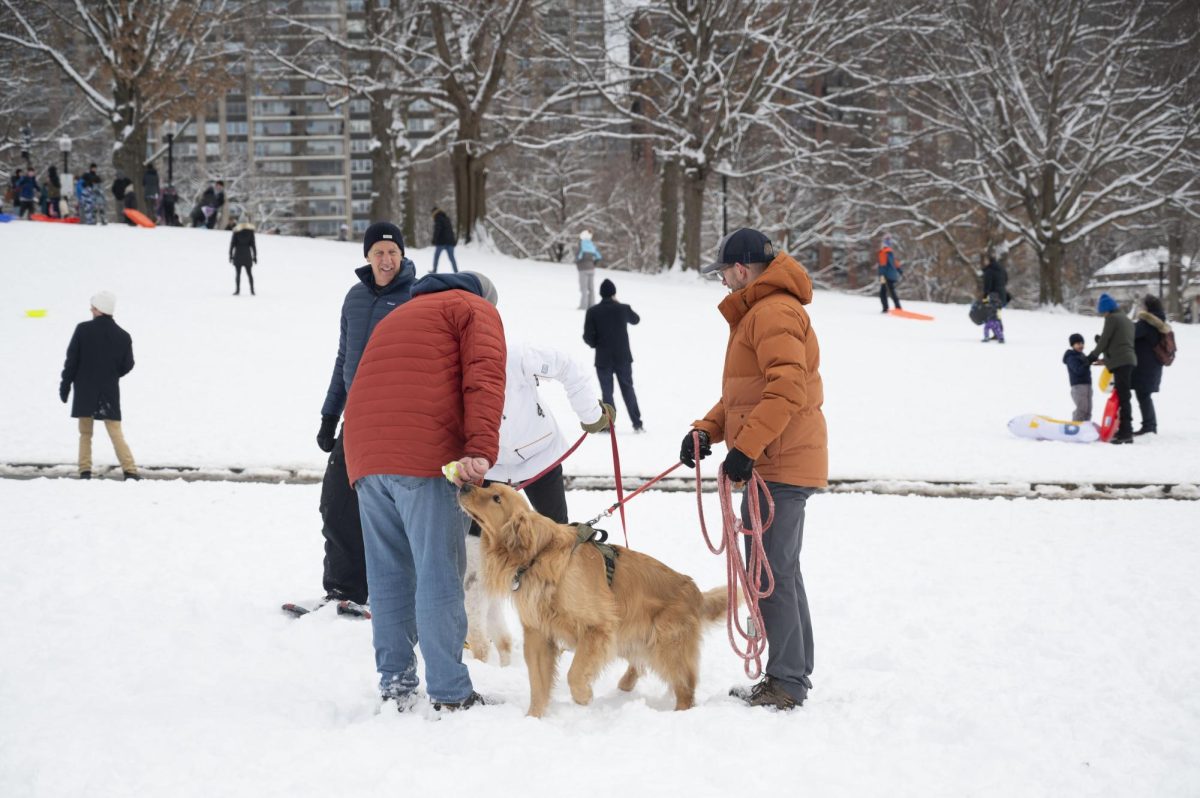 A dog tries to grab a tennis ball out of its owner’s hand. Breeds equipped for colder weather, such as huskies and golden retrievers, were a common sight on the Common.