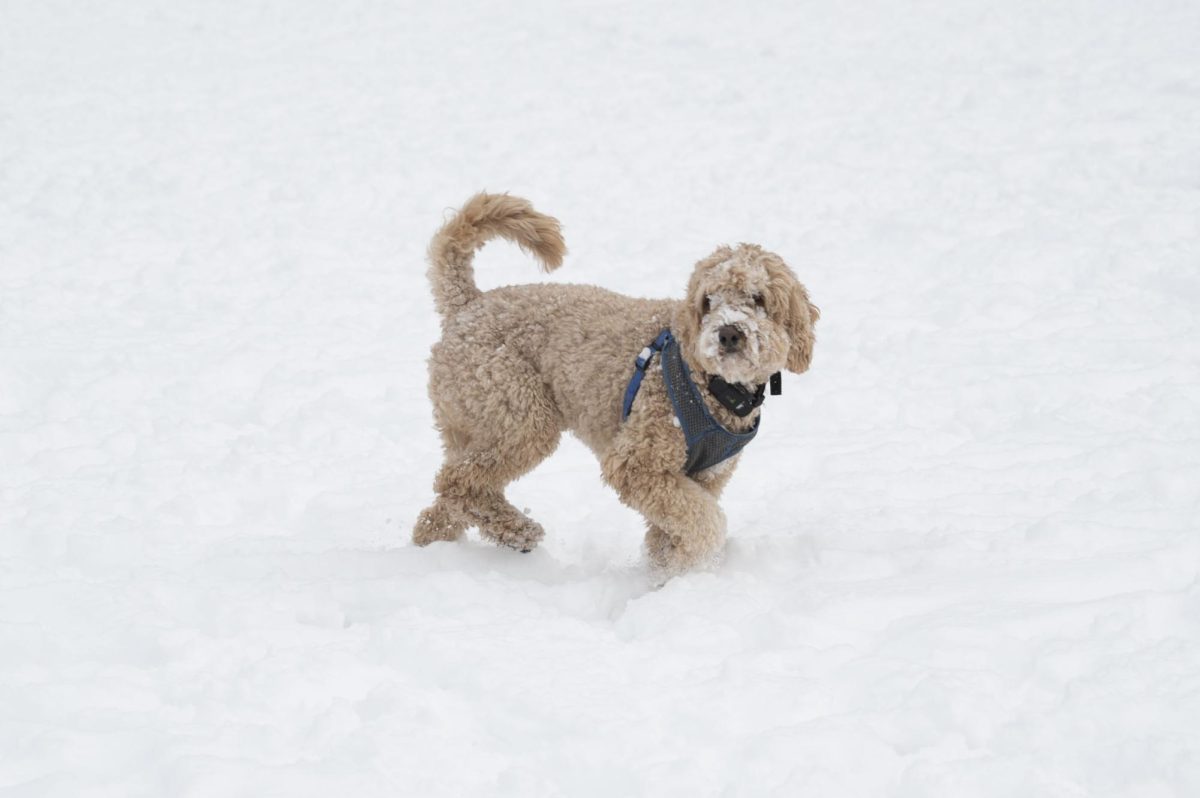 A dog walks in the Common with snow on its face. Several dogs happily rolled around in and tried to eat the snow.