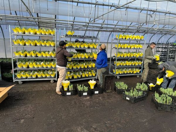 Boston Strong Marathon Daffodils volunteers organize and prepare flowers to be transplanted along the route. The organization planted over 130,000 daffodils for the marathon. Photo courtesy Matthew Piscitelli.